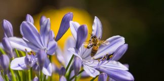 What You Should Know About Wasps