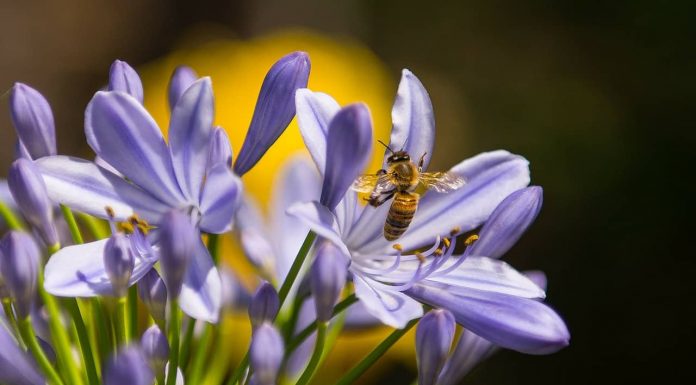 What You Should Know About Wasps